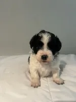 Lulu, a female Shih Tzu for sale in New Haven, CT – 2 of 6