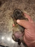 Dg4, a female Shih Tzu for sale in Mount Carmel, IL – 2 of 4
