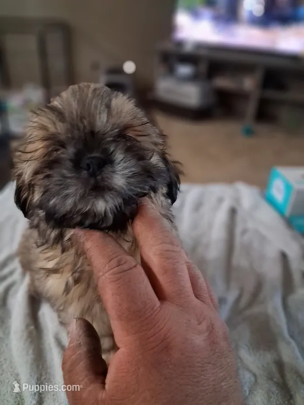 Frosty  – Shih Tzu puppy for sale in Mount Carmel, IL