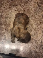Db, a male Shih Tzu for sale in Mount Carmel, IL – 4 of 4