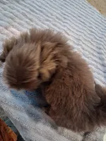 Lc, a male Shih Tzu for sale in Mount Carmel, IL – 4 of 5