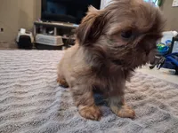 Floppy , a male Shih Tzu for sale in Mount Carmel, IL – 3 of 5