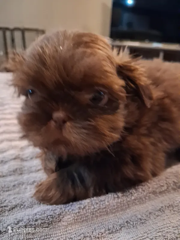 Lc – Shih Tzu puppy for sale in Mount Carmel, IL