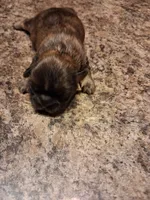 Dg2, a female Shih Tzu for sale in Mount Carmel, IL – 2 of 3