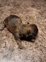 Dg1, a female Shih Tzu for sale in Mount Carmel, IL – 2 of 3