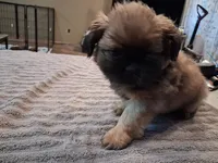Big boy, a male Shih Tzu for sale in Mount Carmel, IL – 4 of 5