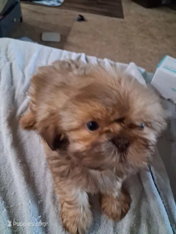 Floppy  – Shih Tzu puppy for sale in Mount Carmel, IL