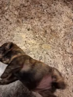 Dg2, a female Shih Tzu for sale in Mount Carmel, IL – 3 of 3