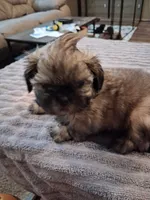 Frosty , a male Shih Tzu for sale in Mount Carmel, IL – 3 of 5
