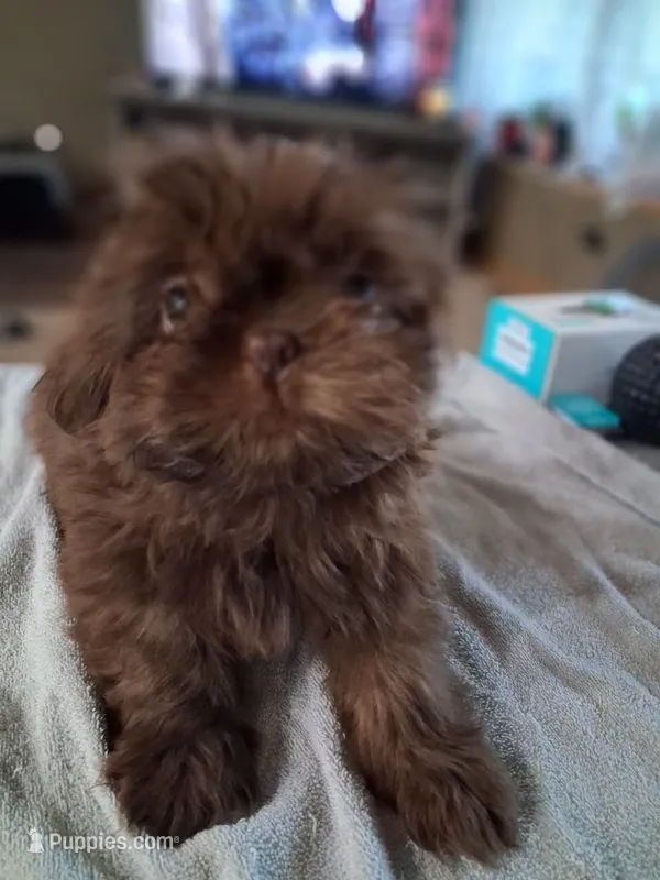 Teddy – Shih Tzu puppy for sale in Mount Carmel, IL