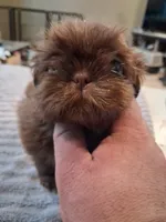 Lc, a male Shih Tzu for sale in Mount Carmel, IL – 2 of 5