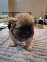 Big boy, a male Shih Tzu for sale in Mount Carmel, IL – 1 of 5