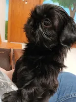 Bug, a female Shih Tzu for sale in Mount Carmel, IL – 1 of 6
