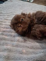 Lc, a male Shih Tzu for sale in Mount Carmel, IL – 5 of 5
