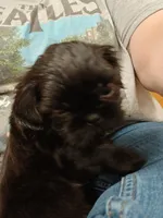 Bug, a female Shih Tzu for sale in Mount Carmel, IL – 5 of 6