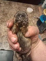 Db, a male Shih Tzu for sale in Mount Carmel, IL – 2 of 4