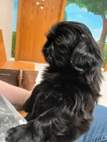 Bug, a female Shih Tzu for sale in Mount Carmel, IL – 2 of 6