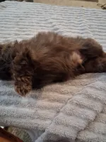 Dc, a male Shih Tzu for sale in Mount Carmel, IL – 4 of 5