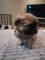 Big boy, a male Shih Tzu for sale in Mount Carmel, IL – 3 of 5