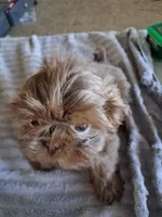 Teddy, a male Shih Tzu for sale in Mount Carmel, IL – 3 of 4