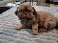 Floppy , a male Shih Tzu for sale in Mount Carmel, IL – 4 of 5