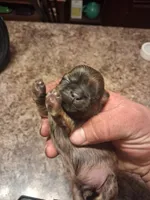 Db, a male Shih Tzu for sale in Mount Carmel, IL – 3 of 4
