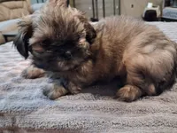 Frosty , a male Shih Tzu for sale in Mount Carmel, IL – 5 of 5