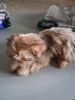 S3, a female Shih Tzu for sale in Mount Carmel, IL – Photo 2 of 3