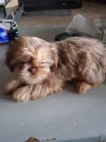 S3, a female Shih Tzu for sale in Mount Carmel, IL – Photo 3 of 3