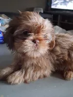 S3, a female Shih Tzu for sale in Mount Carmel, IL – Photo 1 of 3