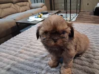 Floppy , a male Shih Tzu for sale in Mount Carmel, IL – 2 of 5