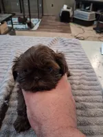 Dc, a male Shih Tzu for sale in Mount Carmel, IL – 2 of 5