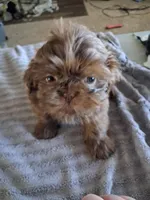 Teddy, a male Shih Tzu for sale in Mount Carmel, IL – 1 of 4