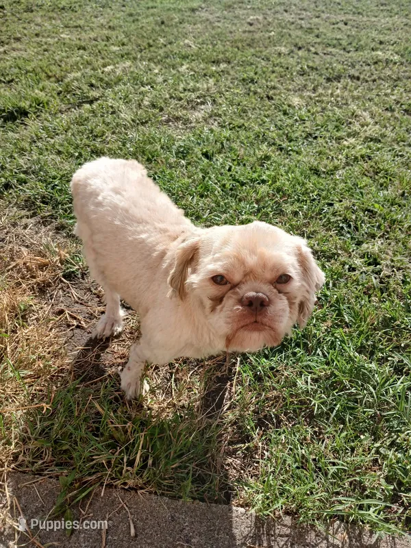 Tater – Shih Tzu puppy for sale in Mount Carmel, IL
