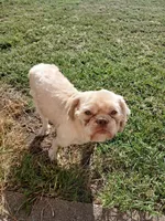 Tater, a male Shih Tzu for sale in Mount Carmel, IL – 1 of 2