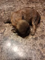 Dg3, a female Shih Tzu for sale in Mount Carmel, IL – 3 of 3