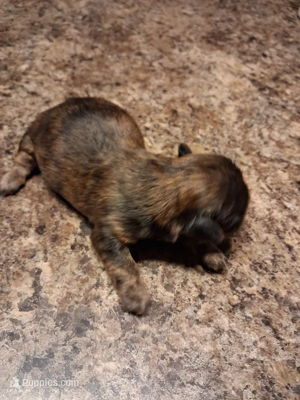 Dg2 – Shih Tzu puppy for sale in Mount Carmel, IL