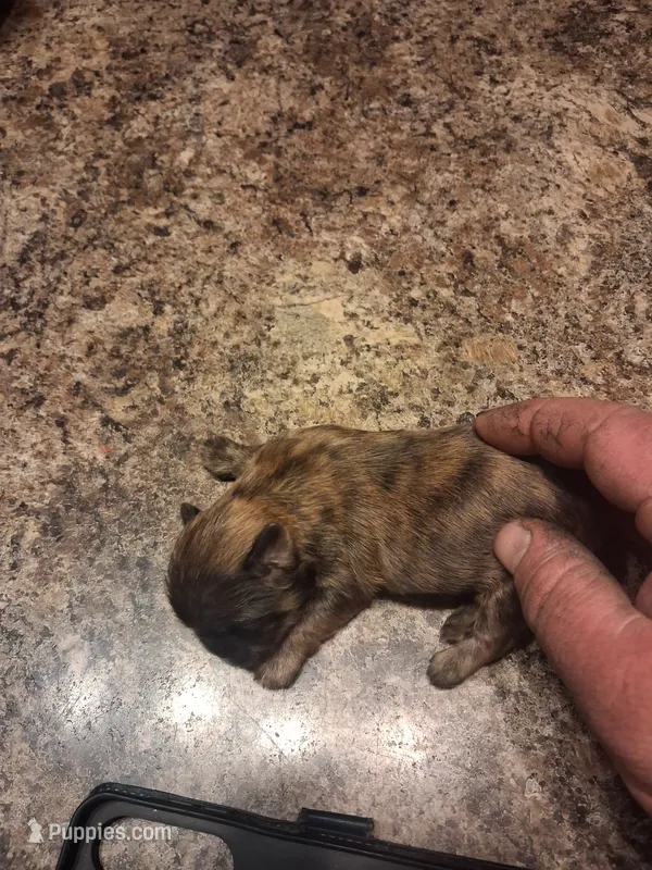Db – Shih Tzu puppy for sale in Mount Carmel, IL