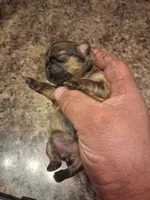 Dg4, a female Shih Tzu for sale in Mount Carmel, IL – 3 of 4