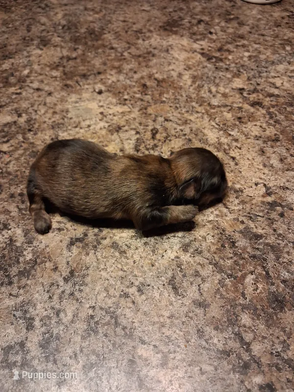 Dg1 – Shih Tzu puppy for sale in Mount Carmel, IL