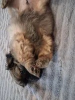 Big boy, a male Shih Tzu for sale in Mount Carmel, IL – 5 of 5
