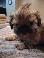 Frosty , a male Shih Tzu for sale in Mount Carmel, IL – 4 of 5
