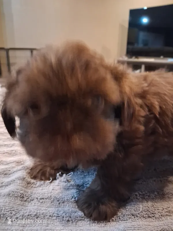 Dc – Shih Tzu puppy for sale in Mount Carmel, IL