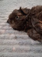 Dc, a male Shih Tzu for sale in Mount Carmel, IL – 3 of 5