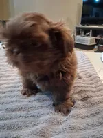 Lc, a male Shih Tzu for sale in Mount Carmel, IL – 3 of 5