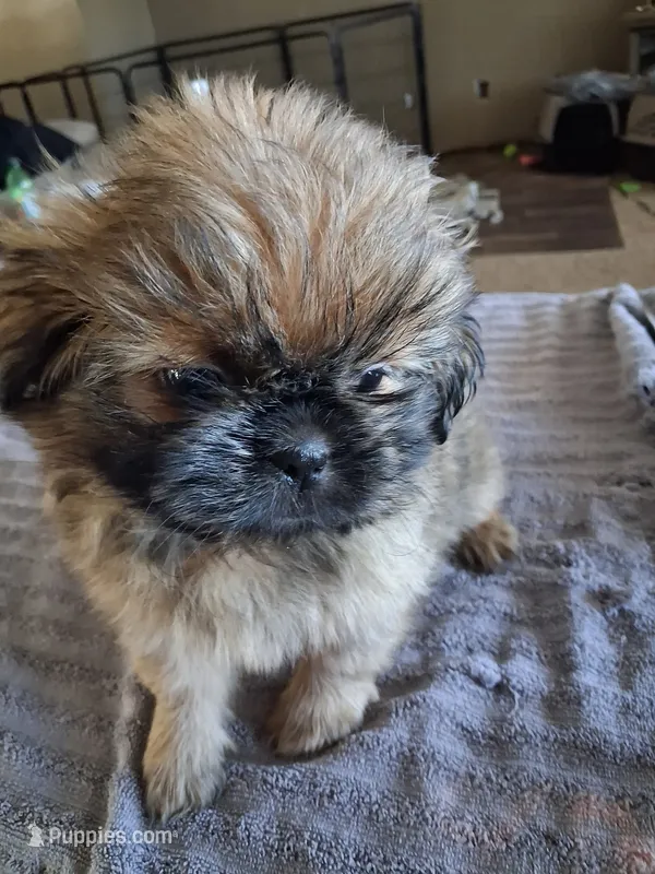 Chunk – Shih Tzu puppy on hold in Mount Carmel, IL