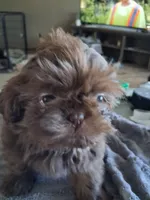 Teddy, a male Shih Tzu for sale in Mount Carmel, IL – 4 of 4
