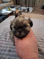 Frosty , a male Shih Tzu for sale in Mount Carmel, IL – 2 of 5
