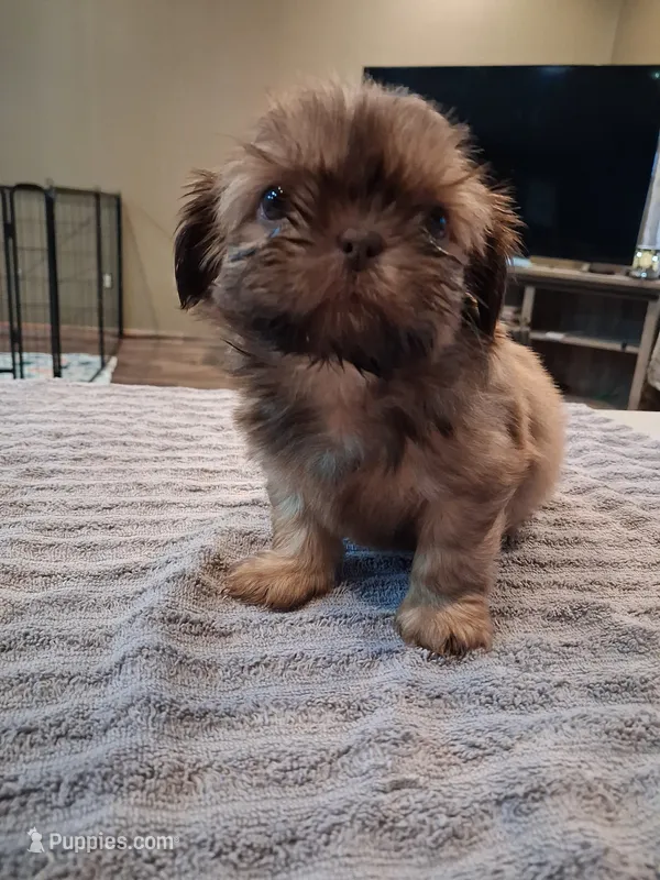 Floppy  – Shih Tzu puppy for sale in Mount Carmel, IL