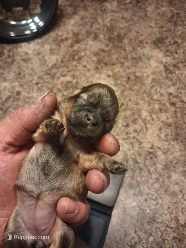 Dg4 – Shih Tzu puppy for sale in Mount Carmel, IL